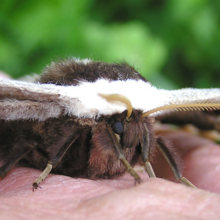 Great Peacock Moth ( Saturnia pyri )